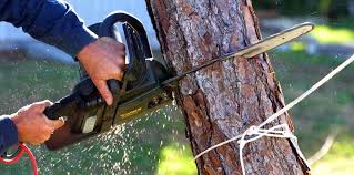 Best Fruit Tree Pruning  in Tell City, IN